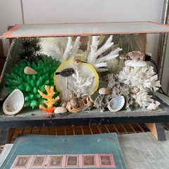 昭和の飾り物貝殻サンゴの画像