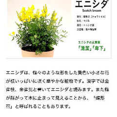 エニシダの画像