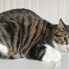 🐱避妊手術済み・耳カットあり🐱約1才のキジ白姉妹 - 猫