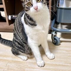 🐱避妊手術済み・耳カットあり🐱約1才のキジ白姉妹 − 神奈川県