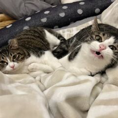 🐱避妊手術済み・耳カットあり🐱約1才のキジ白姉妹 - 里親募集