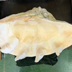 【愛品倶楽部柏店】置物 片面 シャコガイ 貝殻 全長約76cmの画像