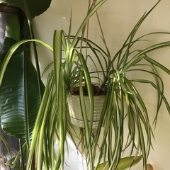 『観葉植物』オリヅルラン