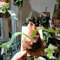 最終価格🌱エリソティス