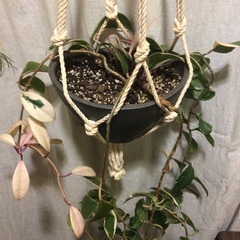 (最終お値下げ)『観葉植物』ホヤ(サクララン)の画像