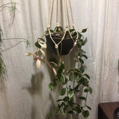 (最終お値下げ)『観葉植物』ホヤ(サクララン)