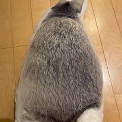 うさぎさんクッションの画像