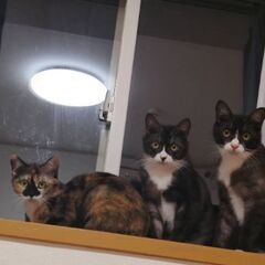 保護猫に愛の手を