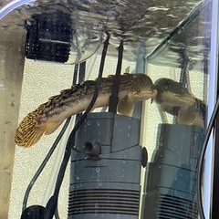 ポリプテルス