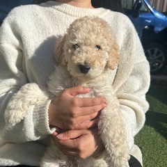 【総額18万円】スタンダードプードルの男の子🤍