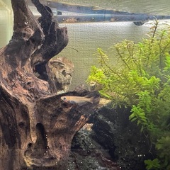 水生体、水草、