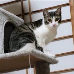 🌸２月16日(日)すみれペットクリニック様にて主催『立川地域猫の...