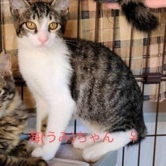 すみれペットクリニック様にて『上野原どうぶつの会』様主催🐾保護猫...