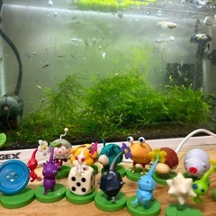ミナミヌマエビ🦐
