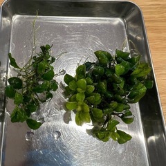 水草　アヌビアスナナプチ　アヌビアスキリンミニ