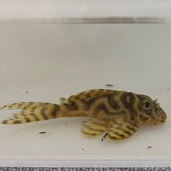 キンペコ①の画像