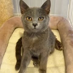 🤍ふれあい保護猫譲渡会🤍