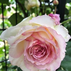 トロイメライ　値下げ⇩ 薔薇苗木