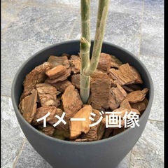 バークチップ の画像