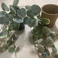 IKEA フェイクグリーン　インテリアセットの画像