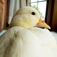 コールダック あひる ブリーダー🪿まる 兵庫県コールダックブリーダー 水鳥 アヒル  - 小野市