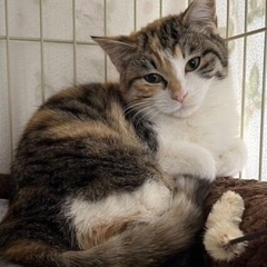 🌸2月16日(日)すみれペットクリニック様にて『立川地域猫の会』主催🐾保護猫の譲渡会(予約不用)を開催致します‼️💓🐈成猫＆4ヶ月〜8ヶ月の子猫🐾計10匹参加予定❣❣️️🐈🍼皆様のお越しを心よりお待ち致しております❣️🙇‍♀️🍀✨ - 立川市