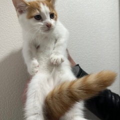 【急募】8/8生まれ スコティッシュ×ラグドール 男の子 - 台東区