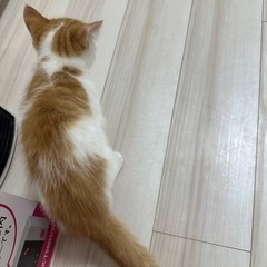 【急募】8/8生まれ スコティッシュ×ラグドール 男の子 - 猫