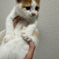 【急募】8/8生まれ スコティッシュ×ラグドール 男の子 - 里親募集