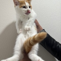 【急募】8/8生まれ スコティッシュ×ラグドール 男の子 − 東京都