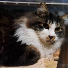 🌸2月16日(日)すみれペットクリニック様にて『立川地域猫の会』主催🐾保護猫の譲渡会(予約不用)を開催致します❣️💓🐈‍⬛成猫＆４ヶ月〜8ヶ月の子猫🐾計10匹参加予定❣️❣️🐈🍼皆様のお越しを心よりお待ち致しております❣️🙇‍♀🍀✨ - 立川市