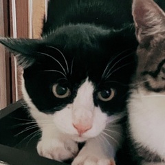 🌸2月16日(日)すみれペットクリニック様にて主催『立川地域猫の会』保護猫の譲渡会(予約不用)を開催致します‼️成猫＆４ヶ月〜8ヶ月の子猫🐾計10匹参加予定❣️❣️🍀🐈‍⬛✨皆様のお越しを心よりお待ち致しております‼️🙇‍♀🍀✨ − 東京都