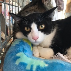 🌸2月16日(日)すみれペットクリニック様にて主催『立川地域猫の会』保護猫の譲渡会(予約不用)を開催致します‼️成猫＆４ヶ月〜8ヶ月の子猫🐾計10匹参加予定❣️❣️🍀🐈‍⬛✨皆様のお越しを心よりお待ち致しております‼️🙇‍♀🍀✨ - 立川市
