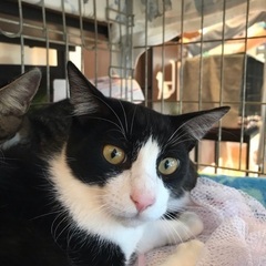 🌸2月16日(日)すみれペットクリニック様にて主催『立川地域猫の会』保護猫の譲渡会(予約不用)を開催致します‼️成猫＆４ヶ月〜8ヶ月の子猫🐾計10匹参加予定❣️❣️🍀🐈‍⬛✨皆様のお越しを心よりお待ち致しております‼️🙇‍♀🍀✨ - 猫