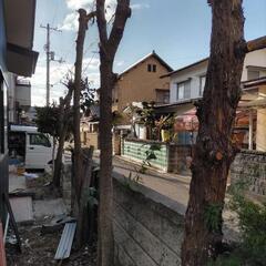ウバメガシ、カイズカイブキ、椿、薪