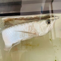決まりました。シルバーアロワナの画像