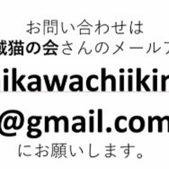 🌸2月16日(日)すみれペットクリニック様にて主催『立川地域猫の会』保護猫の譲渡会(予約不用)を開催致します‼️成猫＆４ヶ月〜8ヶ月の子猫🐾計10匹参加予定❣️❣️🍀🐈‍⬛✨皆様のお越しを心よりお待ち致しております‼️🙇‍♀🍀✨ - 里親募集
