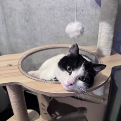 自立心旺盛。でもちょっとシャイな甘えん坊😽　 − 東京都