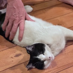自立心旺盛。でもちょっとシャイな甘えん坊😽　 - 里親募集