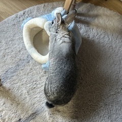 さっきの戸建てに住んでてウサギ買ってたお方！