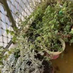 鉢植え　植物　譲渡