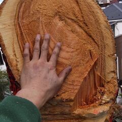 山桜の幹　薪ストーブ等に　戸塚区秋葉町付近