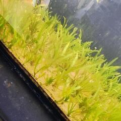 ①ガラス水槽の画像