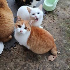 茶白猫（ビビ）ちゃん♪　推定1歳