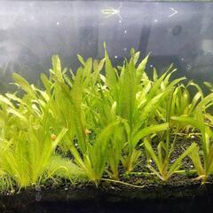②ガラス水槽の画像