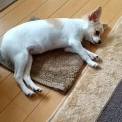 大変喜ばしいところで 先着交渉者ありです。大切に可愛がって頂ける方だと嬉しいです - 犬