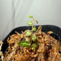 マルクグラビア　ウンベラータ　植物　熱帯植物