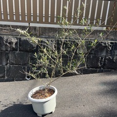 オリーブ