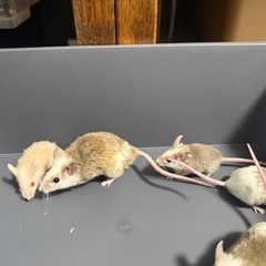 ヤワゲネズミ（冷凍）