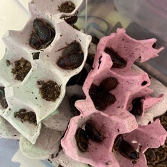 ［お話し中］デュビア　幼虫から成虫まで